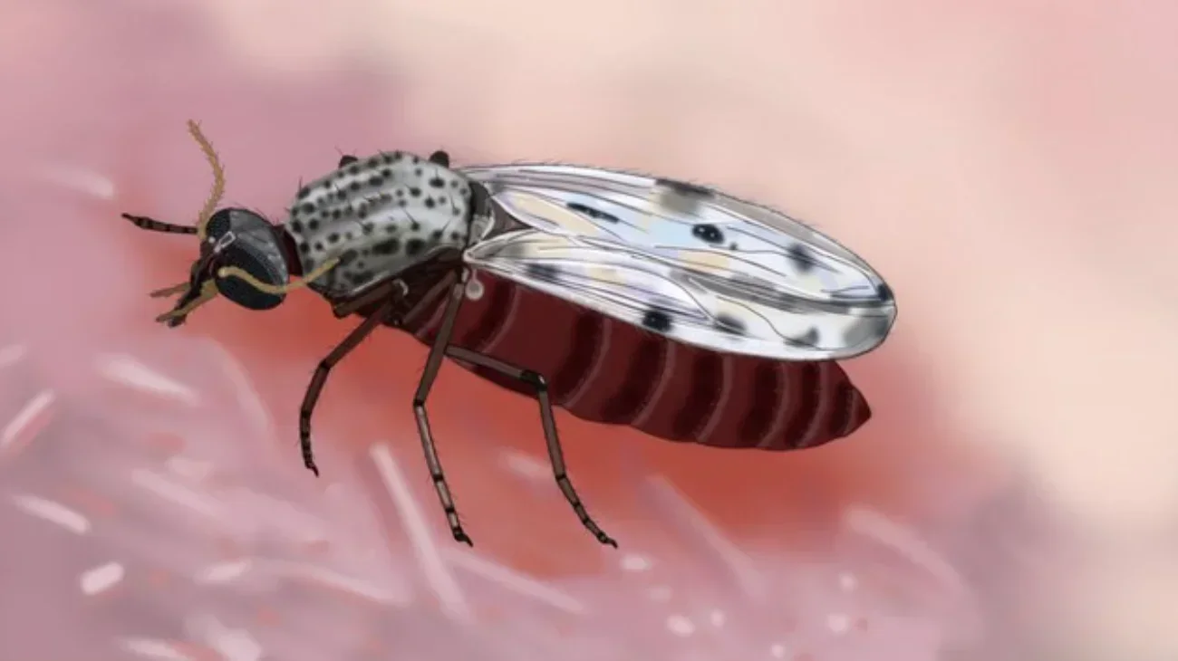 Ilustração fiel do inseto transmissor do vírus Oropouche, o Culicoides paraensis